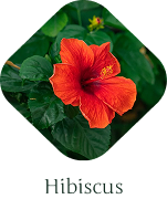 Hibiscus