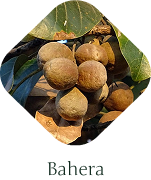 bahera